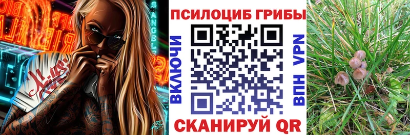 Псилоцибиновые грибы Cubensis  Бабаево 